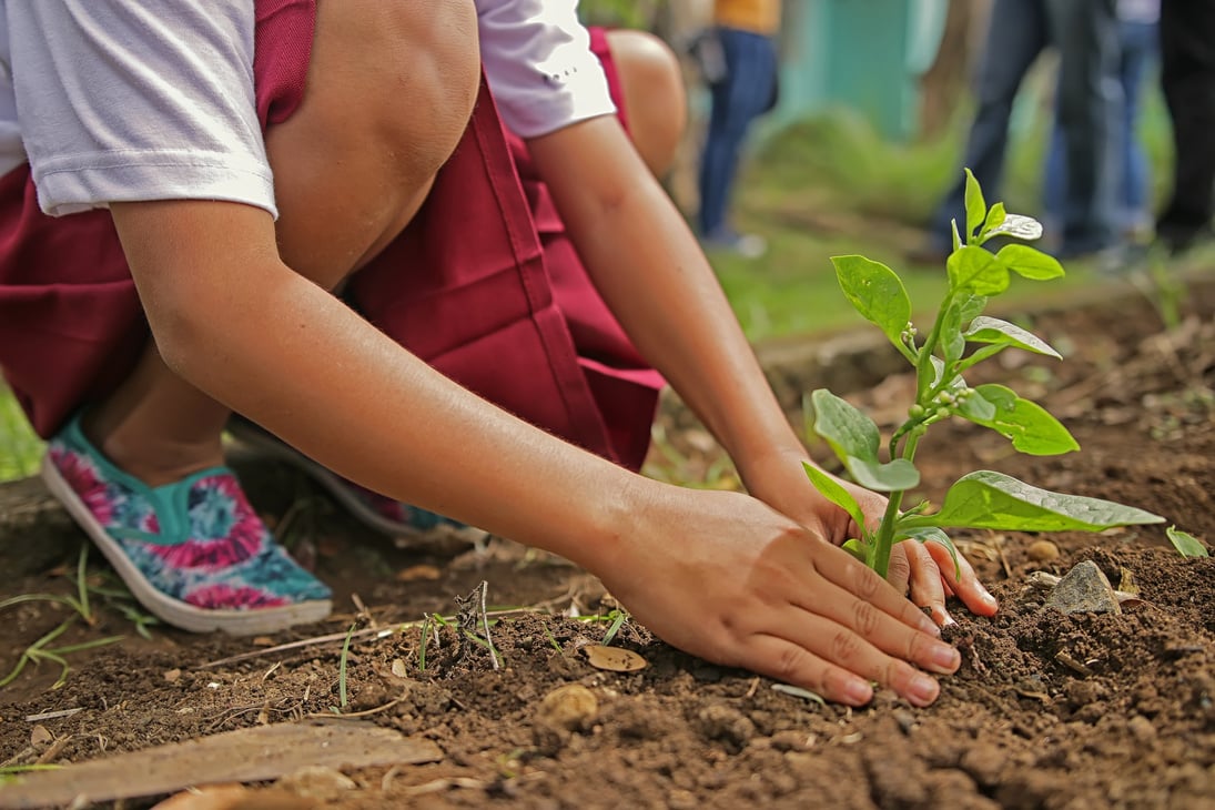 Person Planting Tree